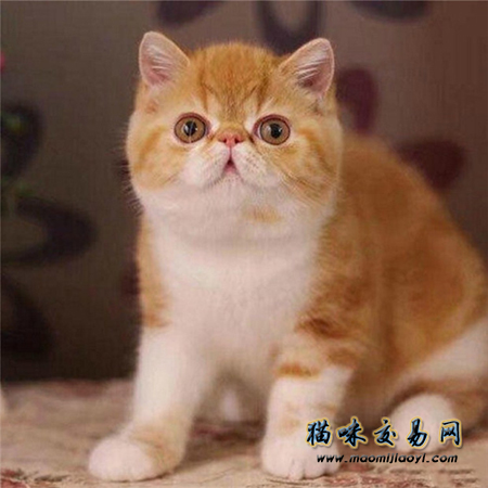 关于加菲猫的饲养小技巧 加菲猫怎么养 你了解多少？
