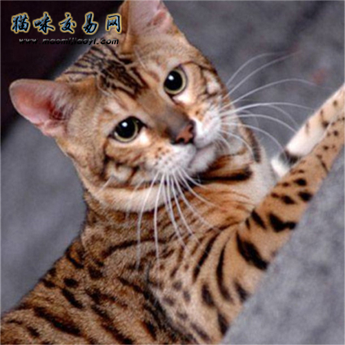 孟加拉豹猫个性温和 在挑选孟加拉豹猫时要注意哪些要点?