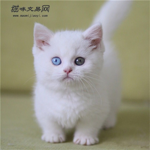 猫咪品种之【曼基康矮脚猫】 矮脚猫多少钱一只 如何选择纯种矮脚猫