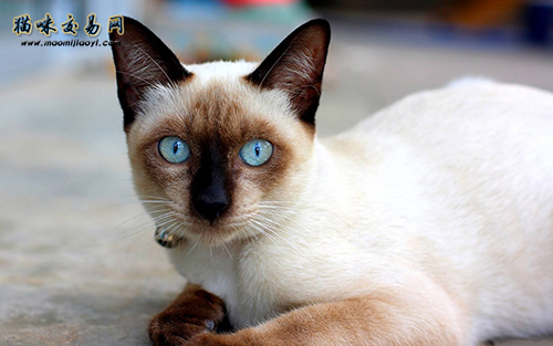 【暹罗猫】关于暹罗猫的秘密你都知道吗？