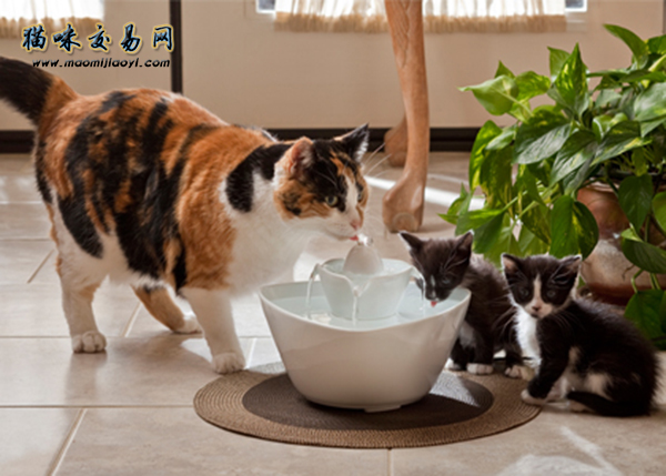 猫咪不想吃饭是什么原因？可以给猫咪喂食含诱食剂的食物吗？