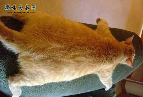十只橘猫九只胖！橘猫是什么品种？橘猫多少钱一只？