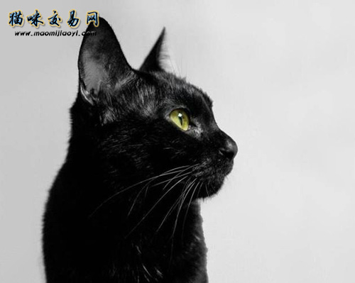 怎么区分孟买猫与黑猫？孟买猫怎么看纯不纯？