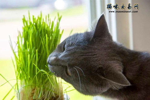 多大的猫咪可以吃猫草？猫草多久吃一次合适？