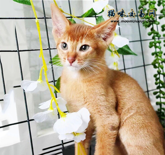 如何给阿比西尼亚猫洗澡？阿比西尼亚猫洗澡注意事项