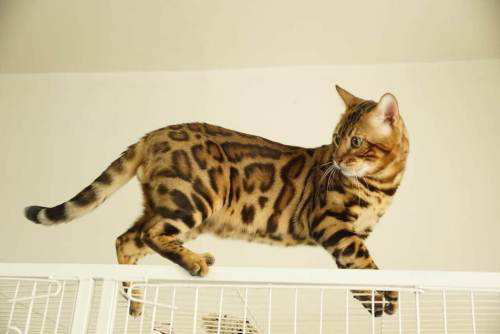 孟加拉豹猫怎么看品相？