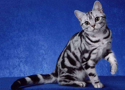 美国银虎斑猫价格是多少？
