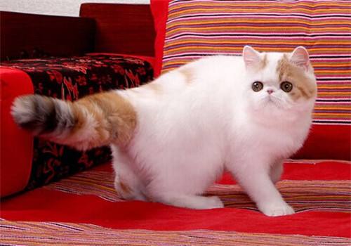 加菲猫与波斯猫区别,你了解多少？