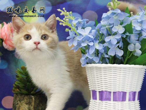 纯种无毛猫在武汉宠物猫猫舍价格多少钱！