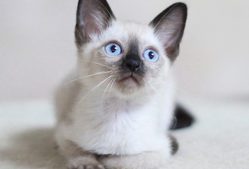 上海布偶猫正规猫舍哪里找？