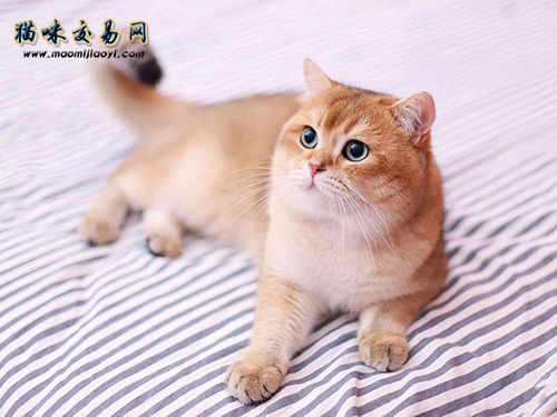 上海布偶猫正规猫舍哪里找？