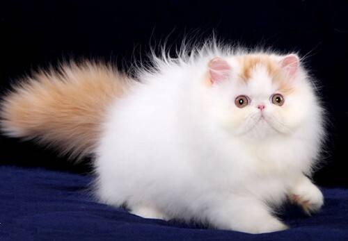 正规实体猫舍纯种英国短毛猫多少钱一只？