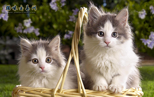 广东省三个月大的暹罗猫价格多少钱？