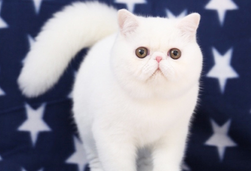 实体店宠物猫猫舍的布偶猫价格多少钱？