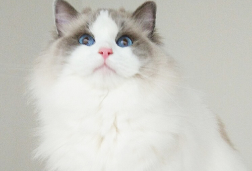 宠物猫眼睛发炎到底怎么办？