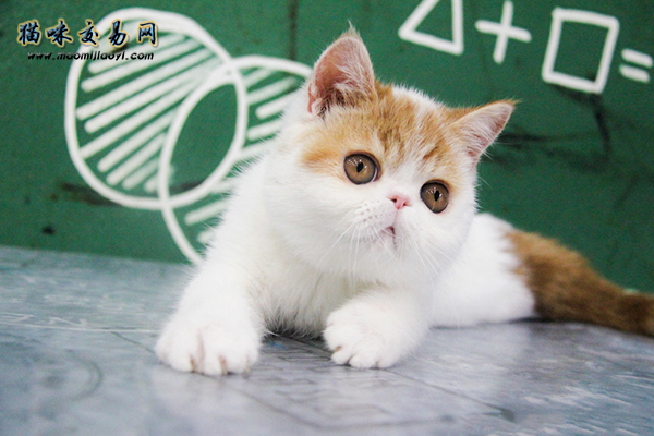 猫咪知识：纯种波斯猫如何正确饲养？