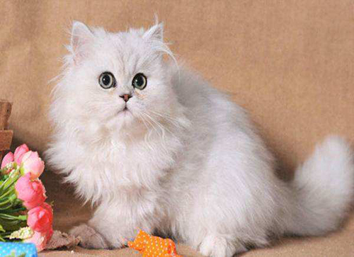 宠物猫活体训练：如果训练波斯猫装死难度大吗？