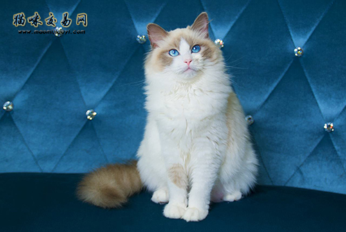 宠物猫挑食到底怎么治疗？俄罗斯蓝猫挑食怎么办？