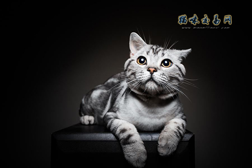 宠物猫饲养：为什么不建议猫咪吃生肉？