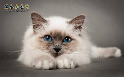 国内纯种白色波斯猫价格多少钱？